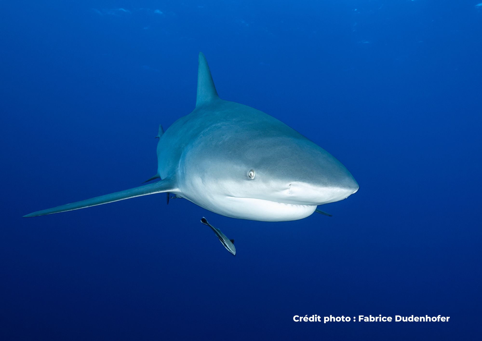 requin bouledogue
